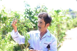 Độc đáo vườn mận Hà Nội ghép đào Đà Lạt hút khách giữa xứ ngàn hoa