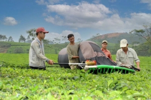 Phú Thọ: Lan tỏa hương vị chè xanh Đất Tổ từ vùng trung du cội nguồn