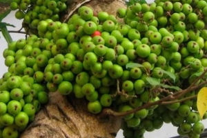 Loại quả chín rụng đầy gốc ít người nhặt, lại chứa nhiều lợi ích tốt cho sức khỏe