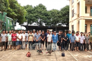 Triệt xóa sới đá gà quy mô lớn ở Gia Lai, bắt quả tang 31 người tham gia cá cược