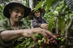 Giá cà phê hôm nay 14/6: Bật tăng mạnh, Tây Nguyên áp sát 90.000 đồng/kg