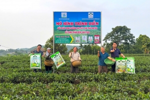 Hiệu quả bước đầu từ mô hình sử dụng “combo” Supe Lâm Thao cho cây chè tại Thái Nguyên