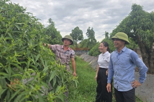 Xã Quảng Oai (Hà Nội): Phát triển nghề đào, quất cảnh hướng tới chuẩn hóa sản phẩm OCOP