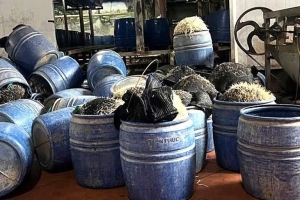 Khởi tố chủ cơ sở dùng hóa chất cấm để sản xuất giá đỗ tại Hưng Yên