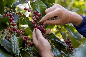 Giá cà phê hôm nay 6/7: Duy trì ở vùng giá cao