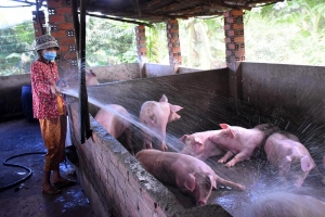 Giá heo hơi hôm nay 15/6: Nhiều nơi giảm về 62.000 đồng/kg