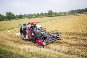 Giá lúa gạo hôm nay 5/7: Lúa tươi đảo chiều tăng, gạo xuất khẩu đi ngang