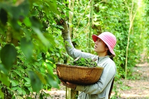 Giá tiêu hôm nay 4/7: Neo đáy 1 năm, doanh nghiệp đối mặt loạt quy định mới