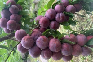 Phường Trung Tâm (Lào Cai) sẵn sàng cho Lễ hội “Hoa trái bốn mùa - Trải nghiệm và kết nối” năm 2026