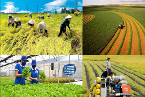 Nông nghiệp bước vào giai đoạn liên kết mới: Hợp tác xã giữ vai trò trung tâm