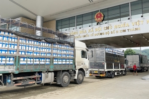 Cửa khẩu II Kim Thành: Làm thủ tục thông quan cho gần 1.500 xe vải xuất khẩu