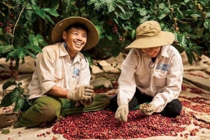Chu kỳ giá cao khép lại, ngành cà phê đối mặt bài toán tạo giá trị mới