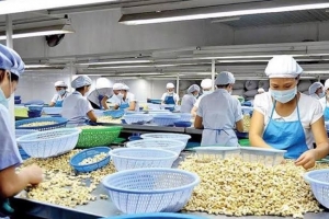 Cây công nghiệp Việt trước áp lực mới: Giá không còn là “lá chắn” cho tăng trưởng