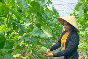Bảo hộ giống cây trồng: Tấm “hộ chiếu” mới cho nông sản Việt vươn ra thế giới