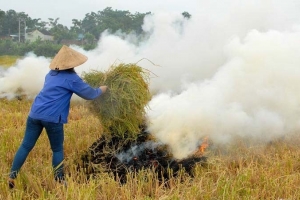Hà Nội hướng dẫn xử lý rơm rạ sau thu hoạch, hạn chế đốt đồng gây ô nhiễm