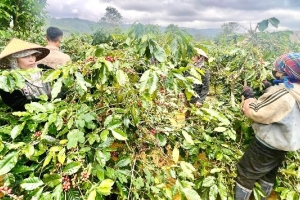 100 năm cà phê Khe Sanh: Từ chiến trường bom đạn đến thương hiệu hương vị hòa bình