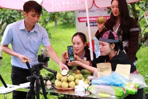 Lai Châu: Rộn ràng ngày hội ngày hội hái lê Tân Phong