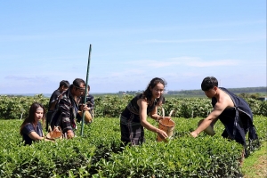 Du lịch xanh từ đồi chè - động lực xây dựng nông thôn mới ở Lâm Đồng