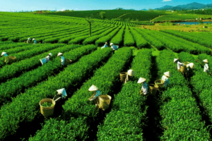 Ngành chè dịch chuyển thị trường xuất khẩu, tập trung giải bài toán chế biến sâu