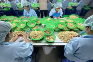 Ngành điều đối mặt nhiều thách thức, mục tiêu xuất khẩu năm 2026 được điều chỉnh giảm