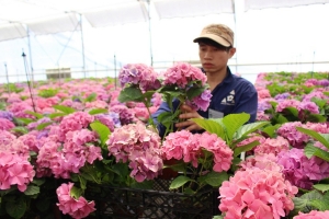 Lâm Đồng thúc đẩy chuyển đổi số, khơi dậy khát vọng trở thành trung tâm nông nghiệp xanh