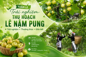 Lào Cai: Xã Mường Hum tổ chức Tuần lễ trải nghiệm thu hoạch Lê Nậm Pung 2026