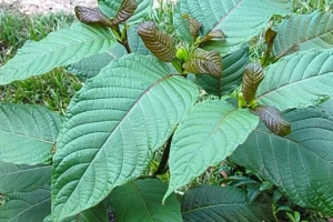 Cảnh báo nguy cơ lá kratom thẩm lậu qua biên giới vào Việt Nam