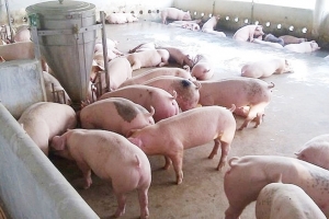 Giá heo hơi hôm nay 24/6: Giảm 1.000 đồng/kg tại một số địa phương