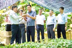 Đà Nẵng: Tổ chức Hội thảo khoa học quốc tế về sâm Ngọc Linh