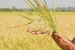Gạo giá rẻ giúp một quốc gia tăng mạnh xuất khẩu vào thị trường Philippines