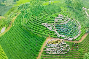 Thái Nguyên xác lập hai kỷ lục Việt Nam, lan tỏa giá trị văn hóa trà và di sản dân tộc