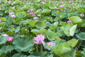 Cây sen mở hướng phát triển nông nghiệp xanh, đa giá trị cho Hà Nội