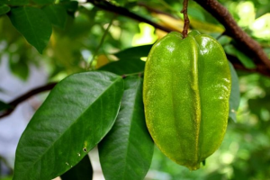 Mọc um tùm quanh nhà nhưng ít người biết loại quả này có nhiều lợi ích cho sức khỏe