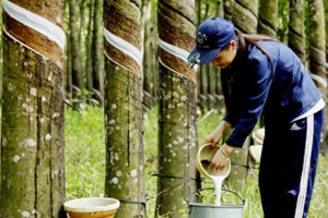 Xuất khẩu cao su trước áp lực tái cơ cấu: Tìm dư địa tăng trưởng mới
