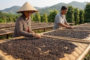 Giá tiêu hôm nay 28/6: Xuất khẩu giữ đà tăng, giá trong nước ổn định