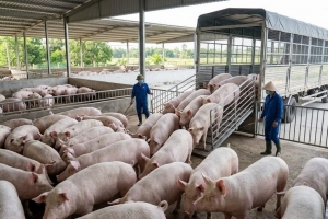 Giá heo hơi hôm nay 29/6: Miền Nam xuống sát 60.000 đồng/kg