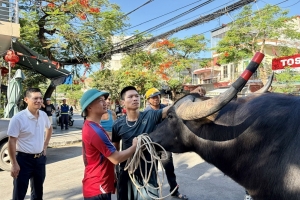 Đồ Sơn sẵn sàng cho vòng đấu loại Lễ hội chọi trâu truyền thống 2026