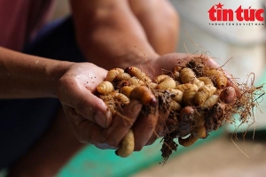 Vĩnh Long nghiêm cấm nhân nuôi và phát tán đuông dừa trái phép