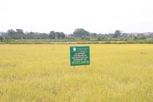 Hà Nội: Hợp tác xã Nông nghiệp hữu cơ Đồng Phú xây dựng chuỗi giá trị gạo hữu cơ bền vững