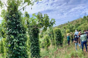 Giá tiêu hôm nay 2/7: Duy trì ổn định
