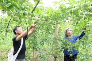 Lai Châu tăng cường quản lý mã số vùng trồng, siết kiểm soát nông sản phục vụ xuất khẩu