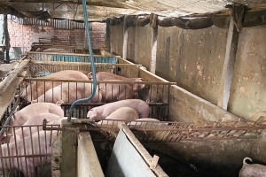 Giá heo hơi hôm nay 3/7: Cao nhất 66.000 đồng/kg