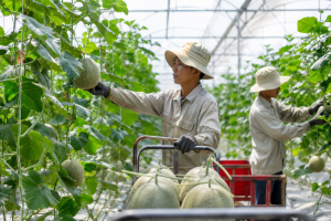 Chính phủ ban hành Nghị định mới về khuyến nông, tăng hỗ trợ chuyển giao công nghệ đến người sản xuất