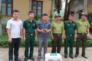 Quảng Trị: Tiếp nhận 2 cá thể tê tê quý hiếm do người dân tự nguyện giao nộp