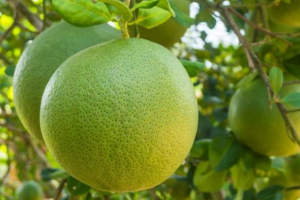 Bưởi có gì đặc biệt mà từ vỏ đến ruột đều được tận dụng?