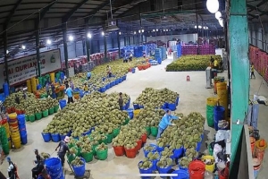 Lâm Đồng siết kiểm soát dư lượng thuốc bảo vệ thực vật, nâng chất lượng nông sản xuất khẩu