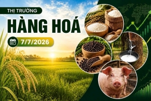 Thị trường hàng hóa ngày 7/7: Cao su nối đà phục hồi, nông sản ít biến động, heo hơi hạ nhiệt tại miền Bắc