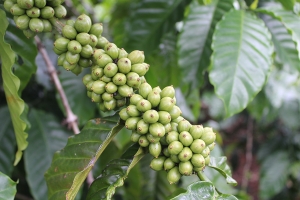Giá cà phê hôm nay 8/7: Tăng sát ngưỡng 100.000 đồng/kg