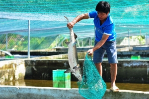 Lâm Đồng xây dựng thương hiệu cá tầm hướng tới xuất khẩu