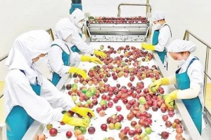 Cải cách thủ tục nhập khẩu nguyên liệu cho chế biến nông sản